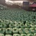 出售新鲜发酵打包玉米桔杆。皇竹草青储草料