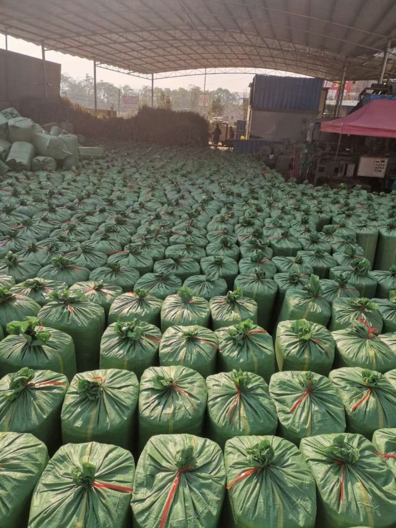 出售新鲜发酵打包玉米桔杆。皇竹草青储草料