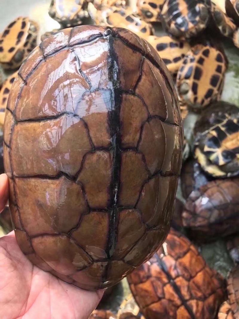 出售各规格石金钱龟，苗子，种龟，价格优惠