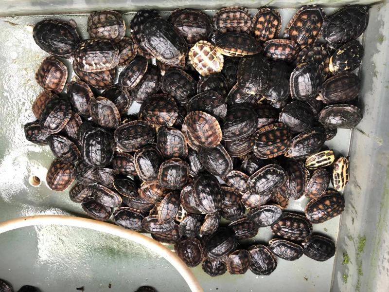出售各规格石金钱龟，苗子，种龟，价格优惠