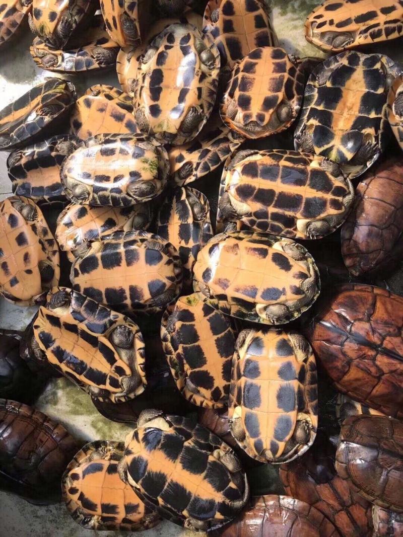 出售各规格石金钱龟，苗子，种龟，价格优惠