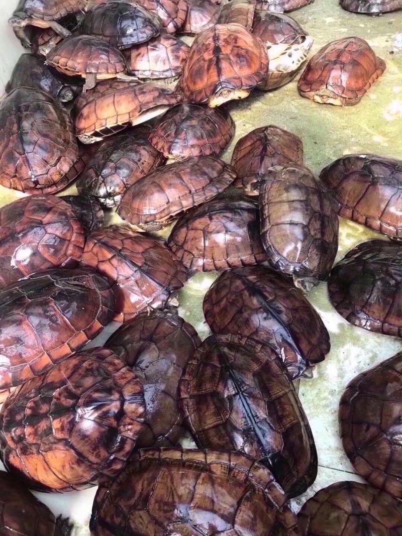 出售各规格石金钱龟，苗子，种龟，价格优惠