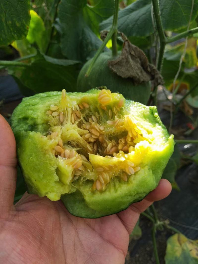 河北乐亭县博洋甜瓜现大量上市口感甜型好个头大耐运输