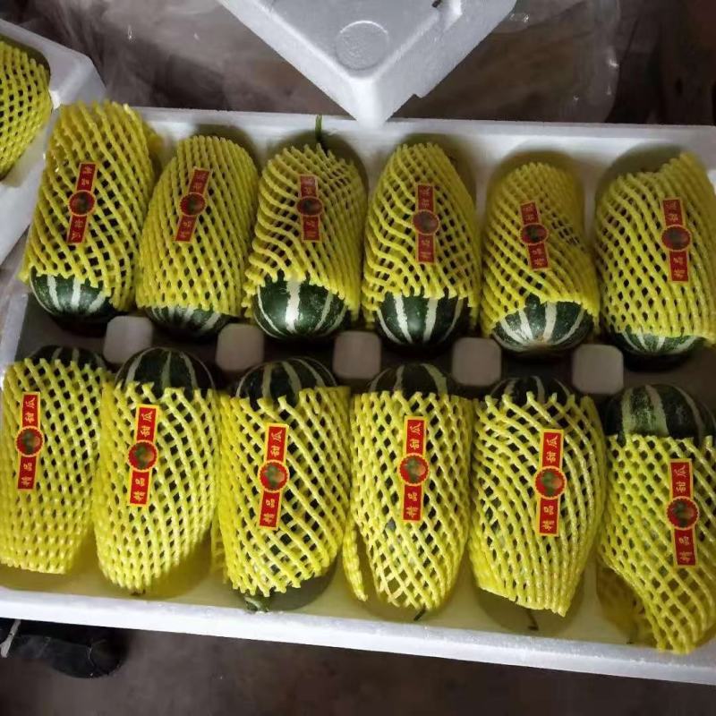 河北乐亭县博洋甜瓜现大量上市口感甜型好个头大耐运输