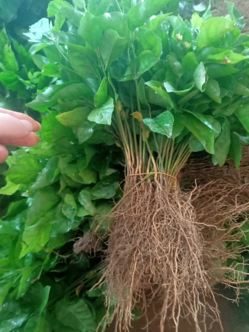 黄皮果苗黄皮果芽苗黄皮果小苗可嫁接黄皮果实生苗