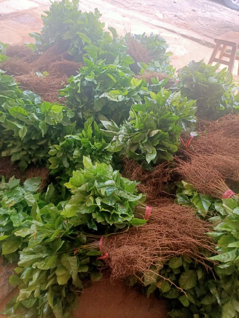 黄皮果苗黄皮果芽苗黄皮果小苗可嫁接黄皮果实生苗