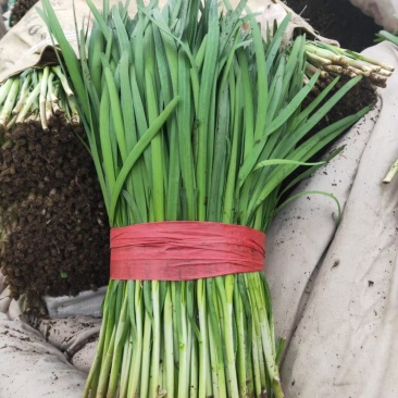 韭菜苔韭，根粗叶黑，红根
