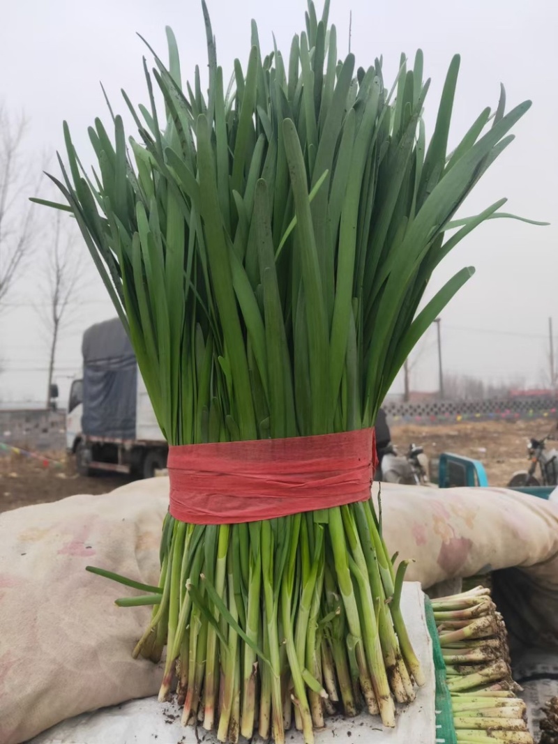 韭菜苔韭，根粗叶黑，红根