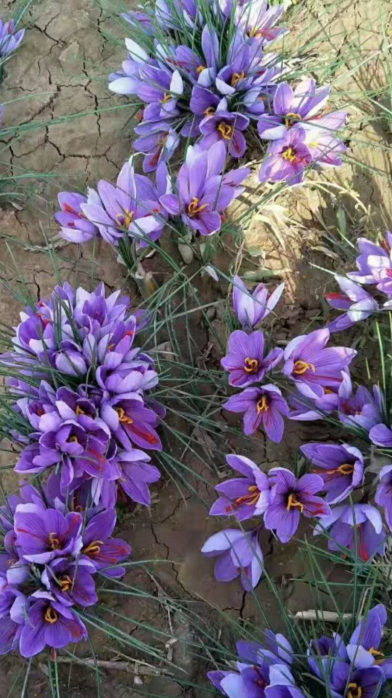 藏红花园区直销，保证质量