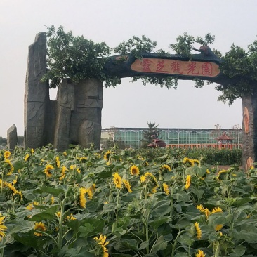 油葵花籽产地直销，低价销售，质量优良，无杂质