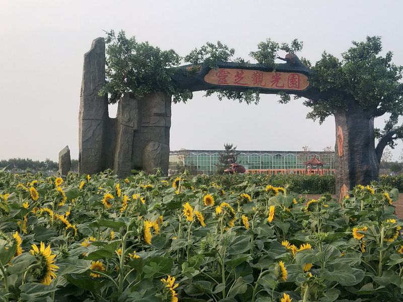 油葵花籽产地直销，低价销售，质量优良，无杂质