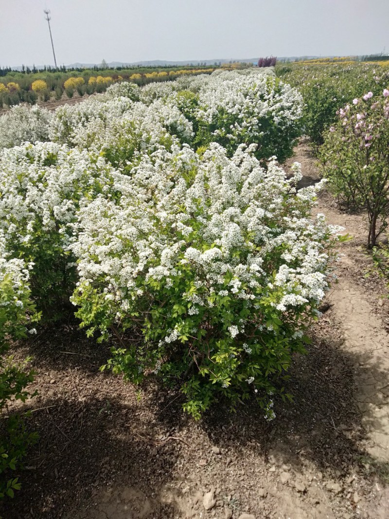 珍珠秀线菊(雪柳)、珍珠秀线菊球、珍珠秀线菊小苗。