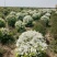 珍珠秀线菊(雪柳)、珍珠秀线菊球、珍珠秀线菊小苗。