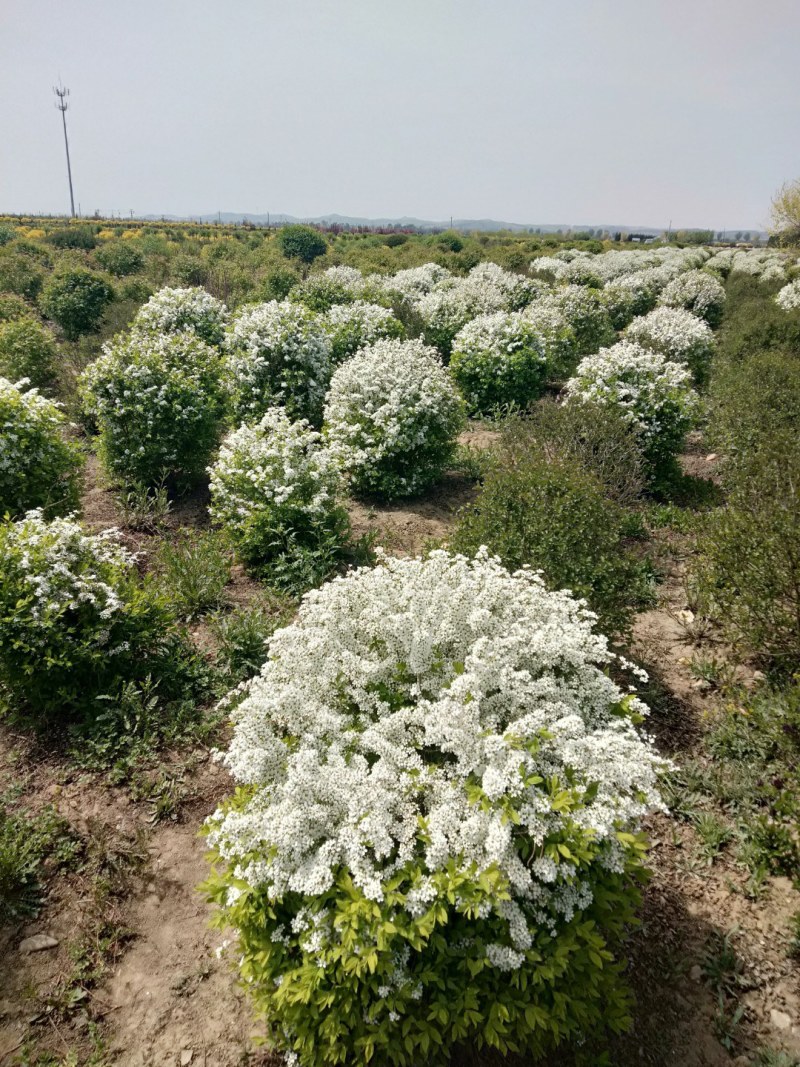 珍珠秀线菊(雪柳)、珍珠秀线菊球、珍珠秀线菊小苗。