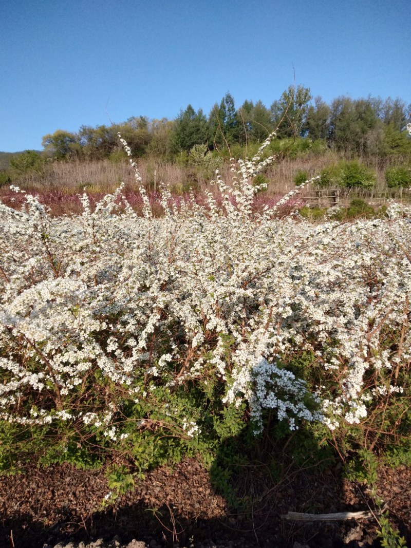 珍珠秀线菊(雪柳)、珍珠秀线菊球、珍珠秀线菊小苗。