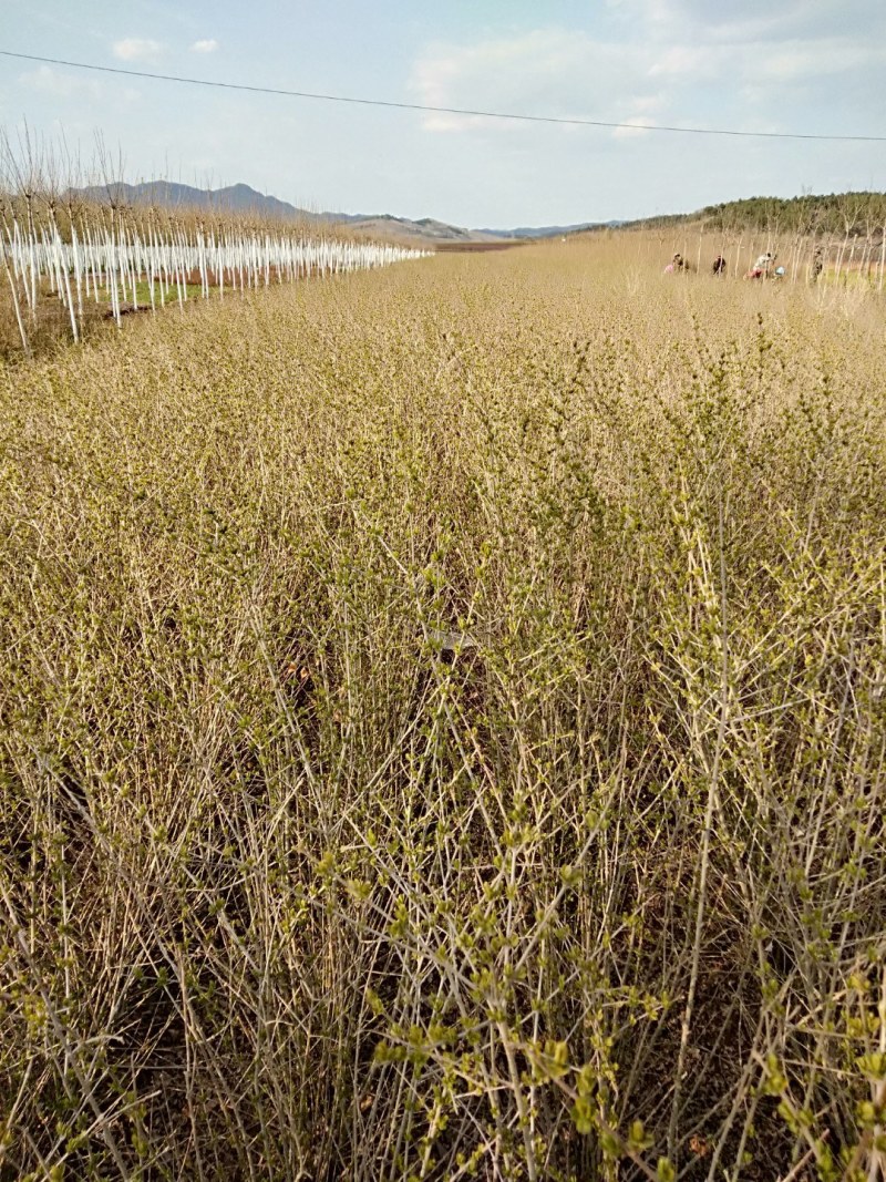 珍珠秀线菊(雪柳)、珍珠秀线菊球、珍珠秀线菊小苗。