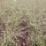 珍珠秀线菊(雪柳)、珍珠秀线菊球、珍珠秀线菊小苗。