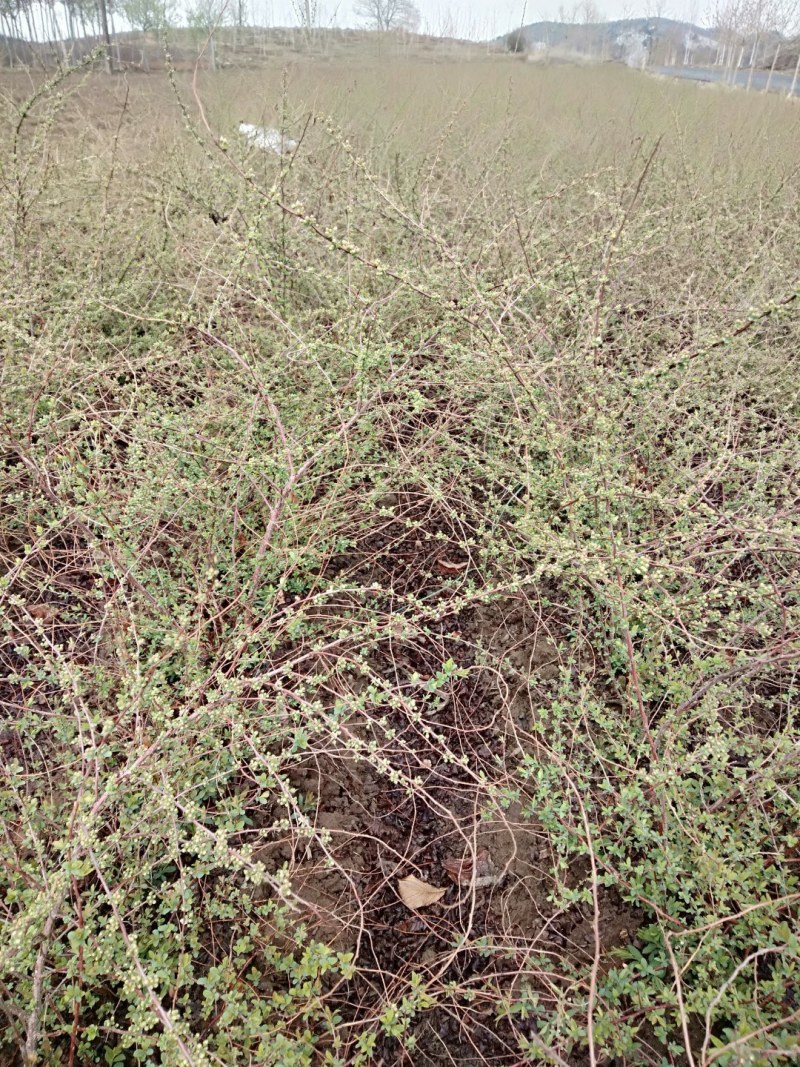 珍珠秀线菊(雪柳)、珍珠秀线菊球、珍珠秀线菊小苗。