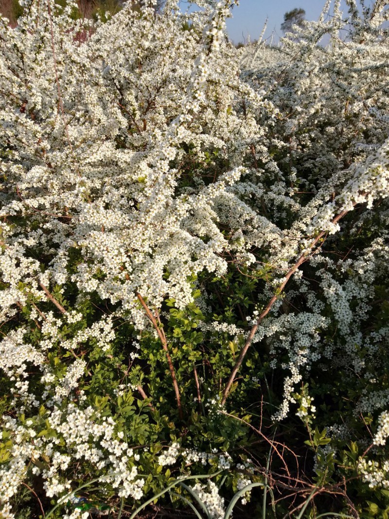 珍珠秀线菊(雪柳)、珍珠秀线菊球、珍珠秀线菊小苗。