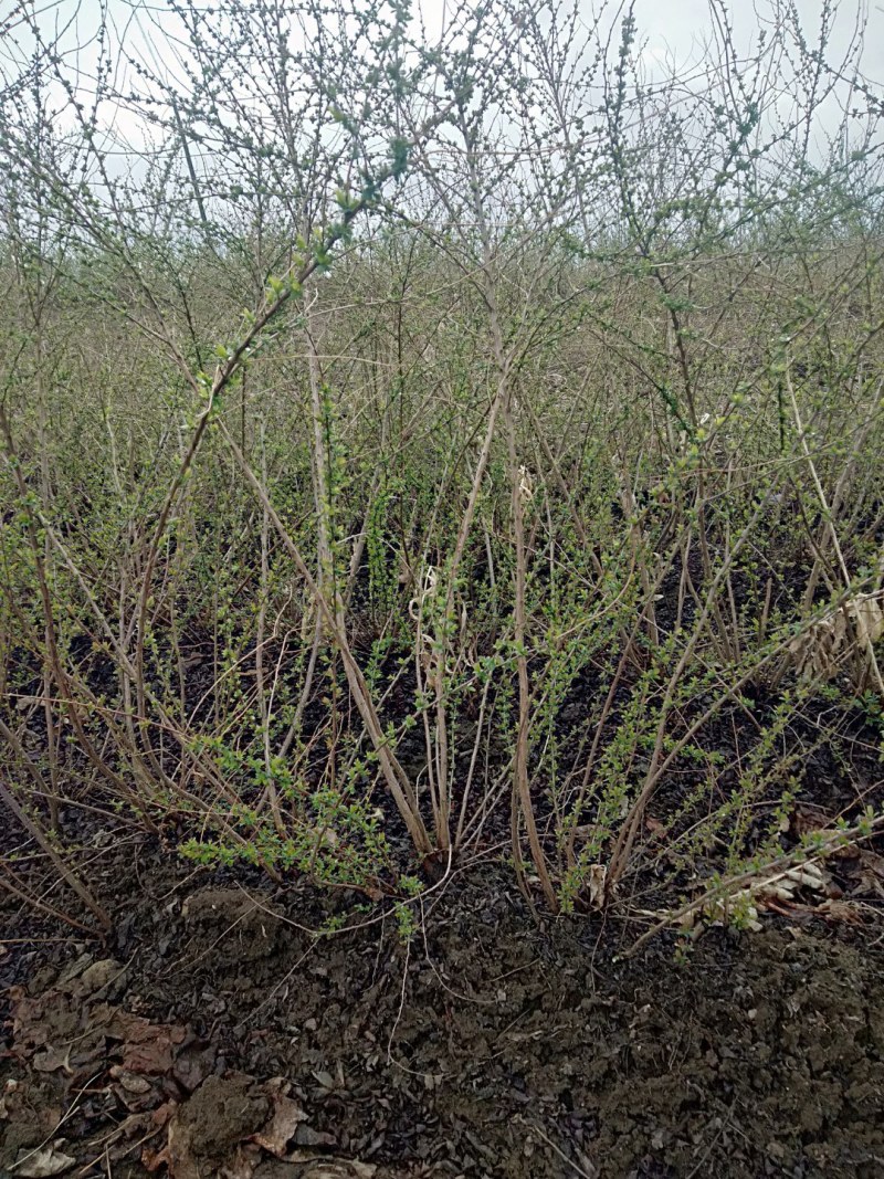 珍珠秀线菊(雪柳)、珍珠秀线菊球、珍珠秀线菊小苗。