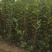 基地直发，绿篱植物，法国冬青