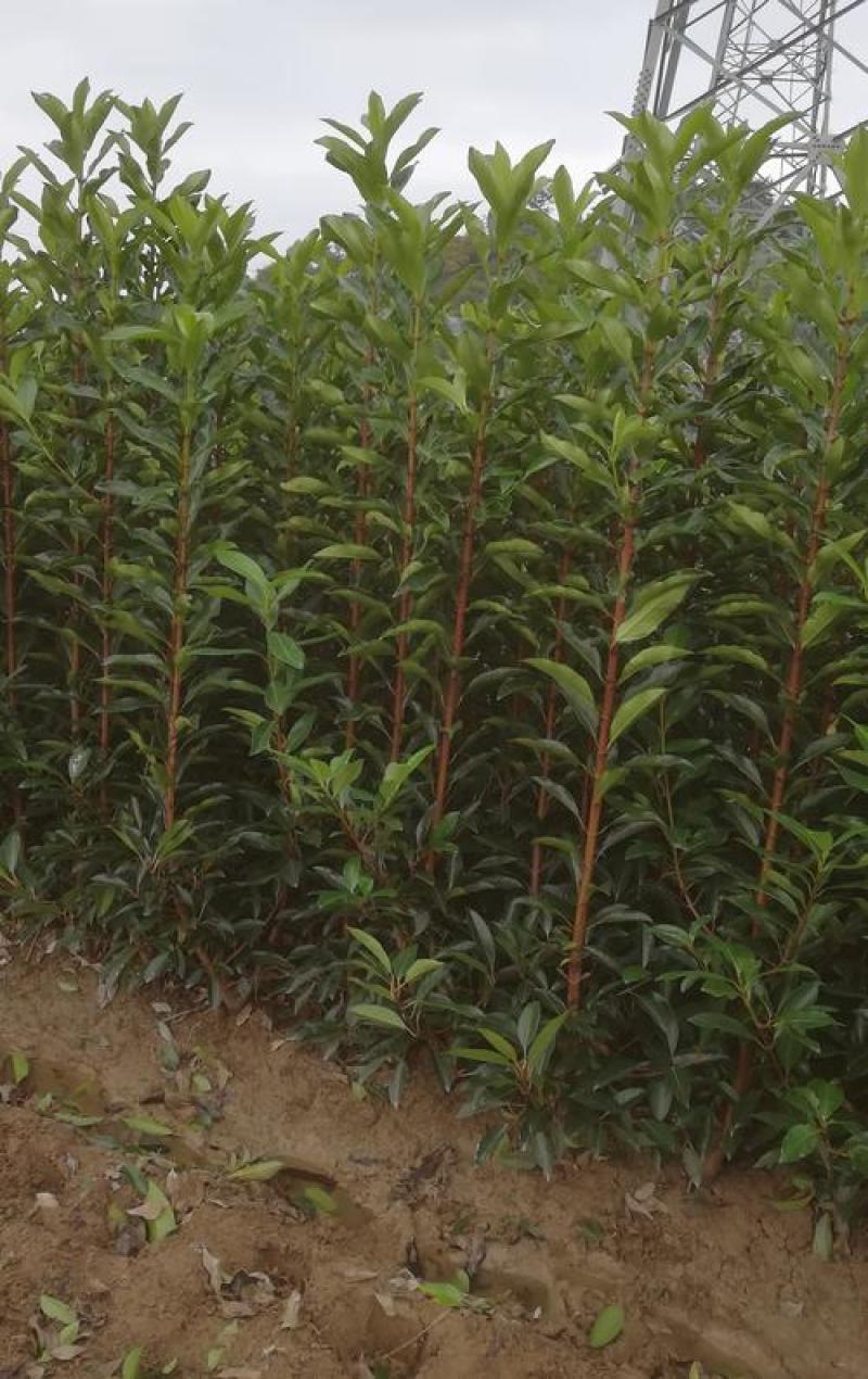 基地直发，绿篱植物，法国冬青