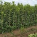 基地直发，绿篱植物，法国冬青