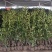 基地直发，绿篱植物，法国冬青