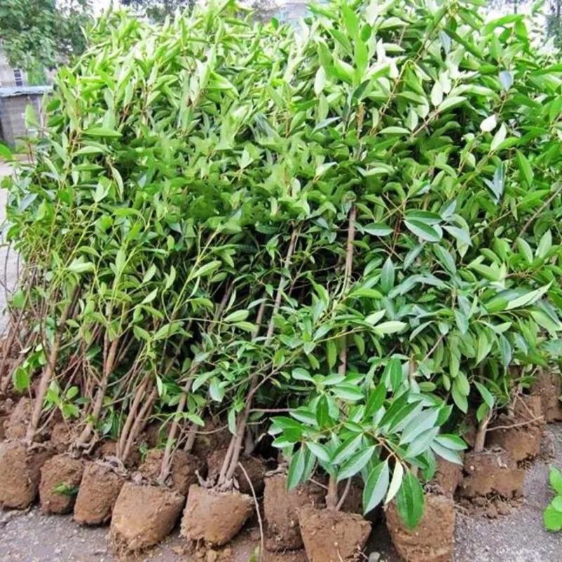 基地直发，绿篱植物，法国冬青