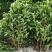 基地直发，绿篱植物，法国冬青
