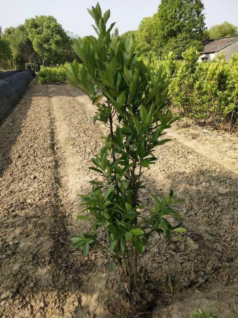 基地直发，绿篱植物，法国冬青