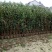 基地直发，绿篱植物，法国冬青