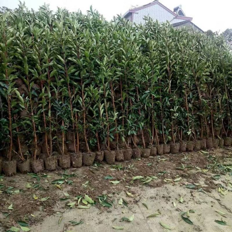 基地直发，绿篱植物，法国冬青