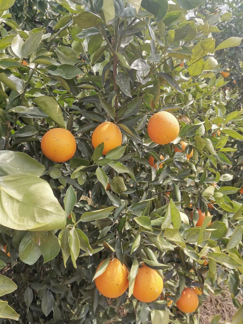 特价夏橙2万斤便宜处理能做速度联系地头看货