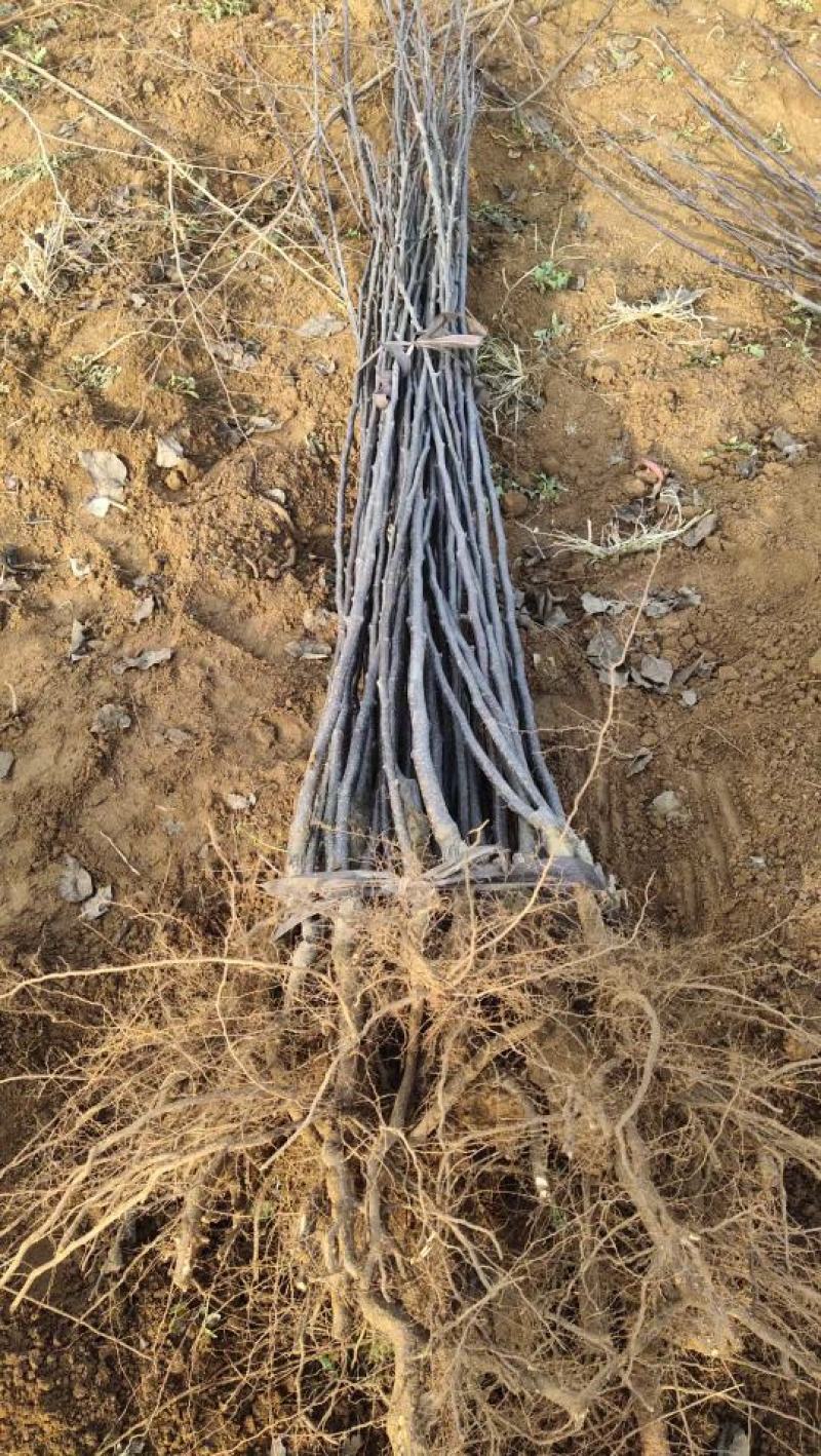 基地直发，果树苗，梨树苗，量大从优