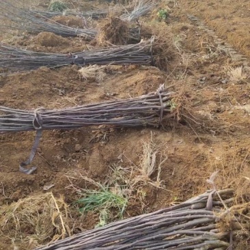 基地直发，果树苗，梨树苗，量大从优