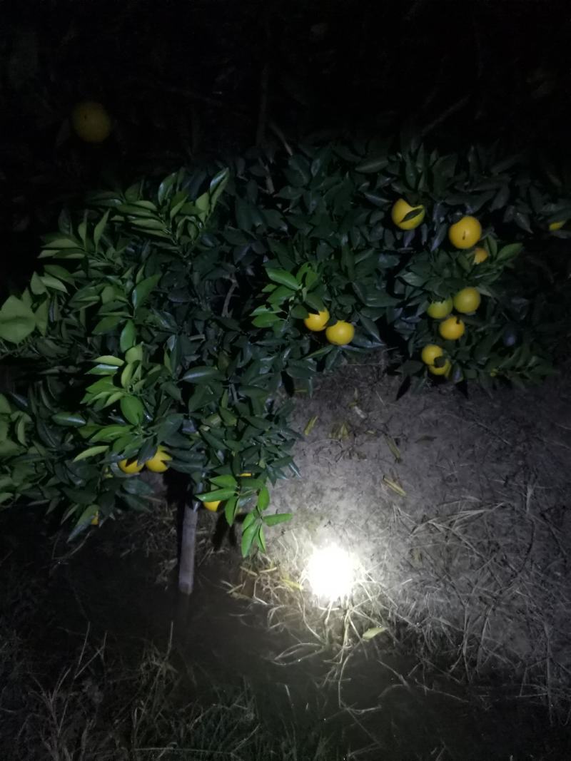 特价夏橙2万斤便宜处理能做速度联系地头看货