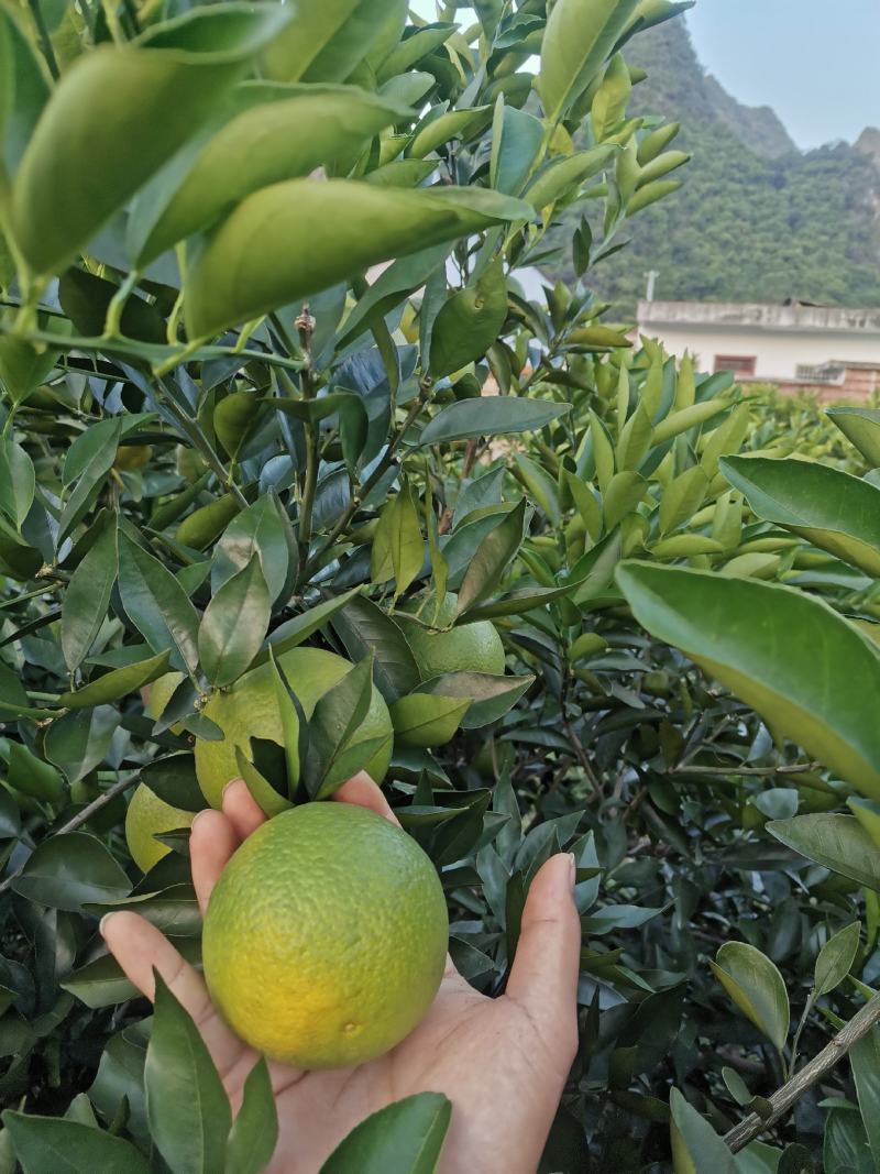 特价夏橙2万斤便宜处理能做速度联系地头看货