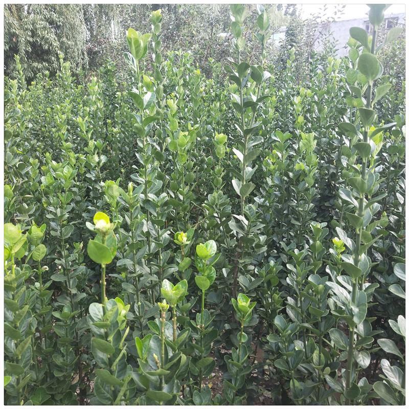 基地直发，绿化苗木，绿篱植物，北海道冬青