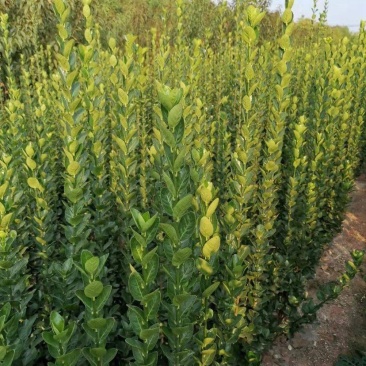 基地直发，绿化苗木，绿篱植物，北海道冬青