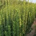 基地直发，绿化苗木，绿篱植物，北海道冬青