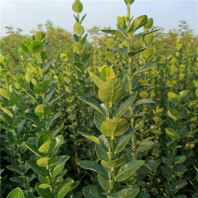 基地直发，绿化苗木，绿篱植物，北海道冬青