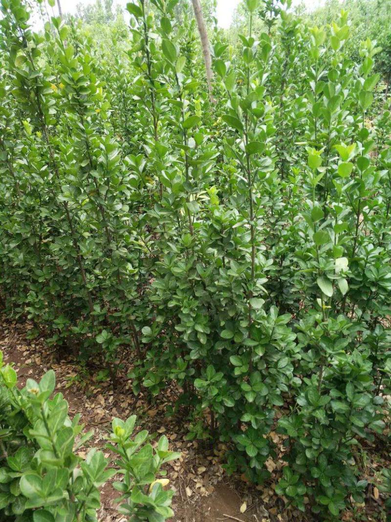 基地直发，绿化苗木，绿篱植物，北海道冬青