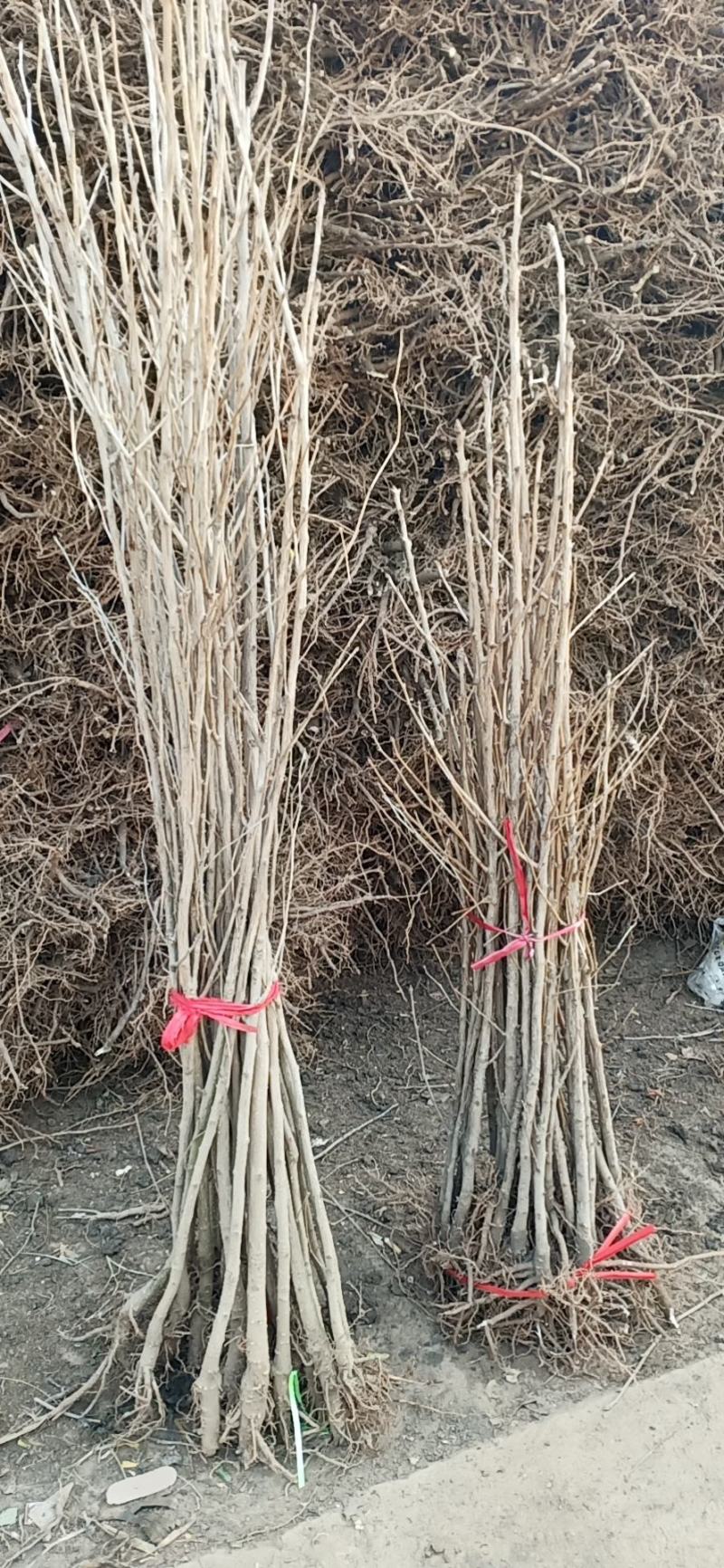 基地直发，绿化苗木，银杏小苗规格齐全，量大从优