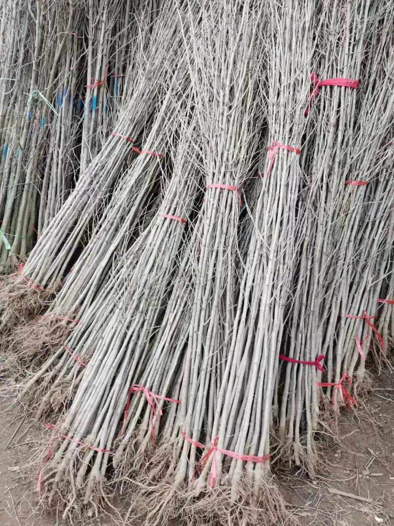 基地直发，绿化苗木，银杏小苗规格齐全，量大从优
