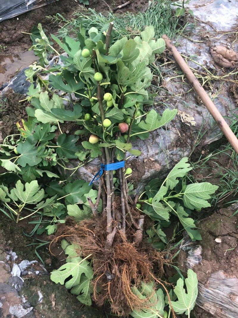 基地直发，果树苗，波姬红无花果苗