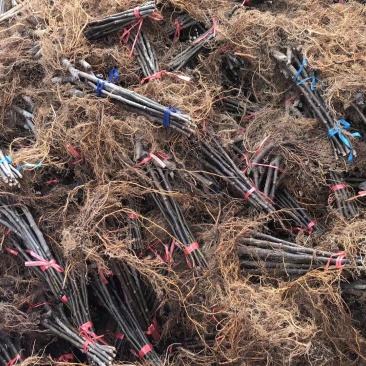 基地直发，果树苗，波姬红无花果苗