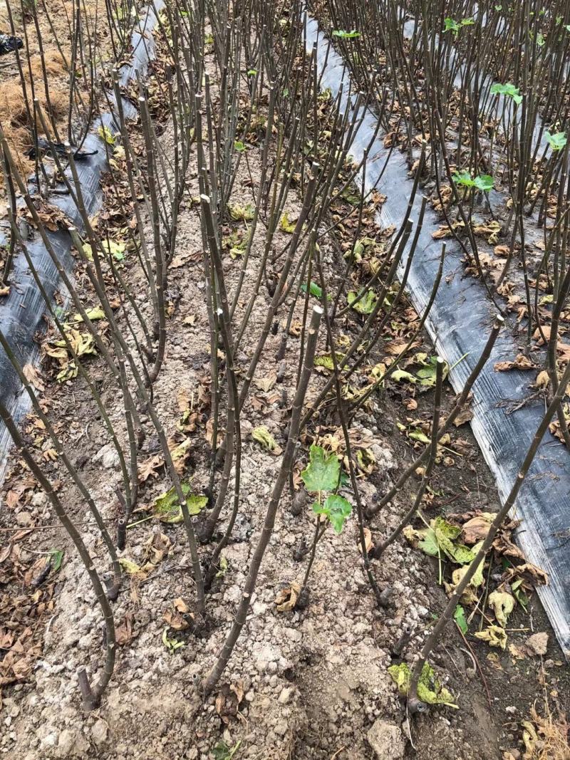 基地直发，果树苗，波姬红无花果苗