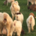 波尔山羊种公羊波尔山羊羊羔波尔山羊养殖