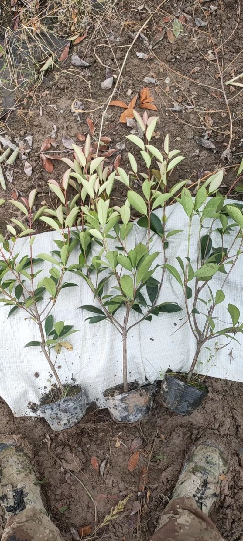 基地直发，绿化苗木，红叶石楠杯苗，